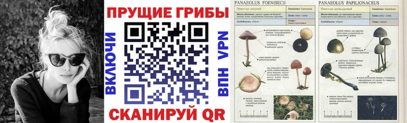 Купить Отрадное Псилоцибиновые грибы мицелий
